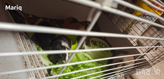 Малки морски свинчета