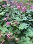 Здравец лилав цвят , снимка 1 - Градински цветя и растения - 45524932