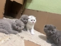 Шотландски клепоухи котенца , снимка 12