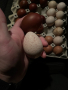 Оплодени яйца за люпене от кокошки и пуйки, снимка 1