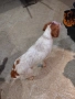 Продавам малки кученца епаньол бретон шпаньол, снимка 4