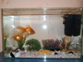 златни рибки с аквариум , снимка 2