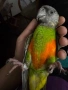 Папагали Сенегалски , снимка 1