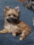 Йоркширски териер , снимка 4