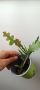 Epiphyllum anguliger , снимка 2