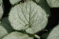 Brunnera Silver Heart(Брунера Сребърно сърце), снимка 4