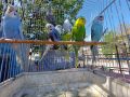 продавам вълнисти папагали , снимка 1 - Папагали - 45159188