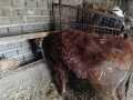 Продавам две телета мъжки , снимка 4