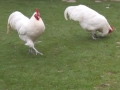Петли Австралорп , снимка 3