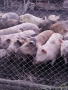 Прасета 120-130кг, снимка 3