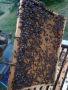 Пчелни отводки и семейства, снимка 2