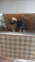 Мини Пудел , снимка 1