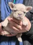 Френски булдог/French Bulldog , снимка 5