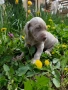 Ваймаранери , снимка 17