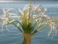 Grand crinum lily Тропически крин лилиум, снимка 2