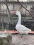 Мъжки Холмогорски Гъски, снимка 3