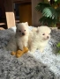 Померан, снимка 3