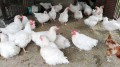 Петли Бройлери,петлета , яйца, носачки,ярки, месо,пилета,кокошки , снимка 2