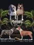 AmStaff - Кученца с FCI Родословие , снимка 4