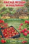 Разсад ягоди и малини, снимка 1
