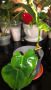 Philodendron Lupinum , снимка 1 - Стайни растения - 45011543