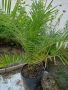 канарска финикова палма, снимка 1 - Градински цветя и растения - 43204209