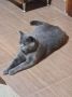 Британска късокосместа котка, снимка 4
