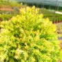 Западна туя Рейнголд (Thuja occidentalis Rheingold), студоустойчива, снимка 10