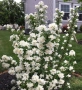 Филаделфус (Philadelphus),, снимка 3