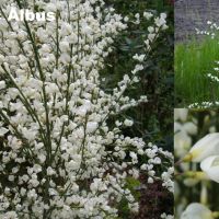 Цитизус - Налични 5 цвята , снимка 5 - Градински цветя и растения - 40810443