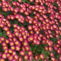 Кълбовидна хризантема, снимка 1 - Градински цветя и растения - 45537421