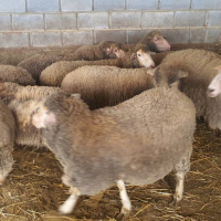 Продавам овце, снимка 4 - За селскостопански - 44937151