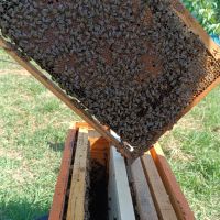 Пчелни отводки , снимка 1 - За пчели - 46105590