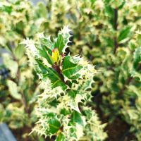 Илекс, Ilex aquifolium 'Ferox Argentea', студоустойчив, многогодишен, снимка 1 - Градински цветя и растения - 45570070