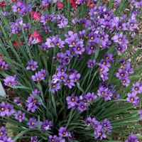 Сисиринхиум (Sisyrinchium angustifolium), снимка 4 - Градински цветя и растения - 45618883