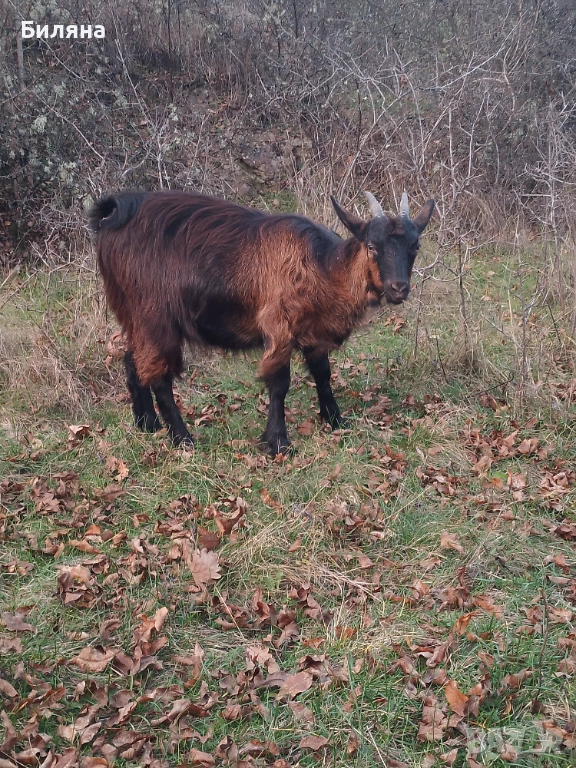 Женско яре, снимка 1
