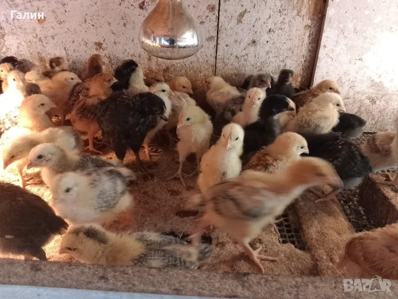 пилета дворни, снимка 1