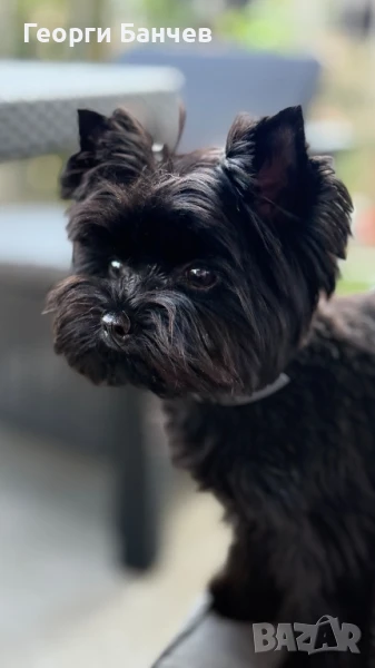 черно йорки си търси партньорка, снимка 1