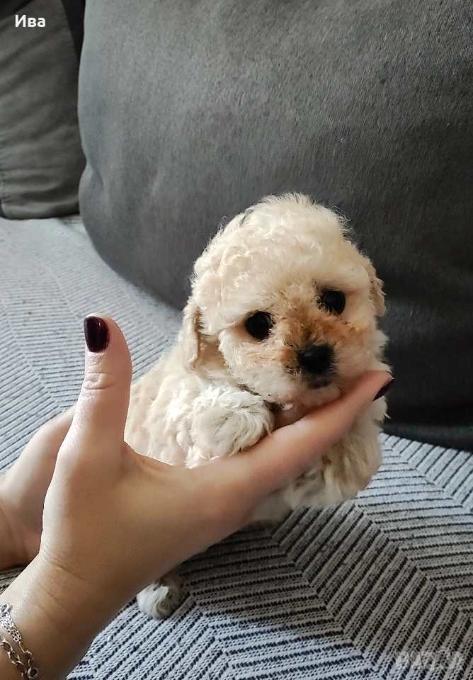 той пудел/пудел, снимка 1