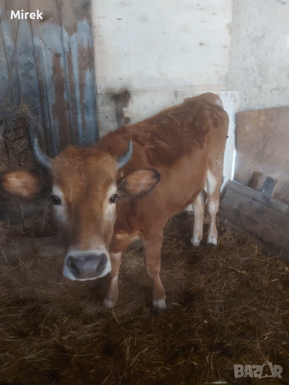 за продажба, снимка 1