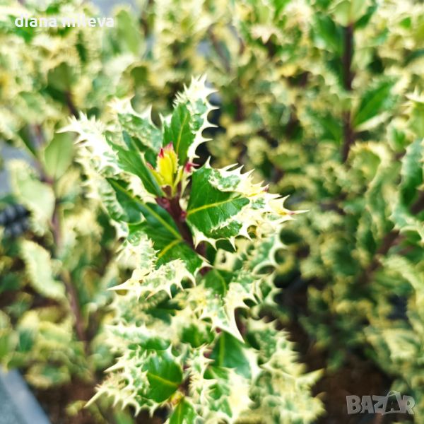Илекс, Ilex aquifolium 'Ferox Argentea', студоустойчив, многогодишен, снимка 1