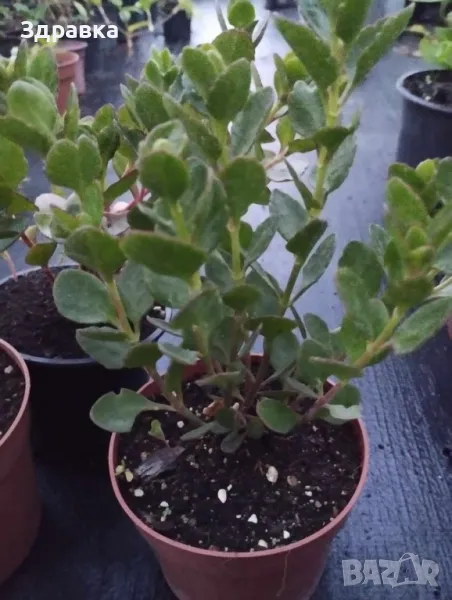 Каланхое Kalanchoe mangini, снимка 1