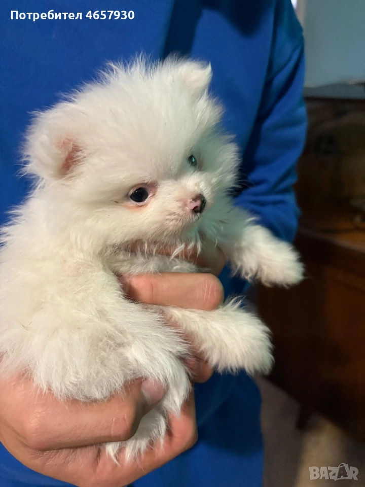 Момче и Момиче на 70 дни, снимка 1