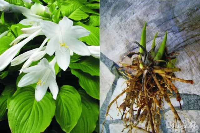 Hosta ‘Sun Mouse’ градинска красота , снимка 1