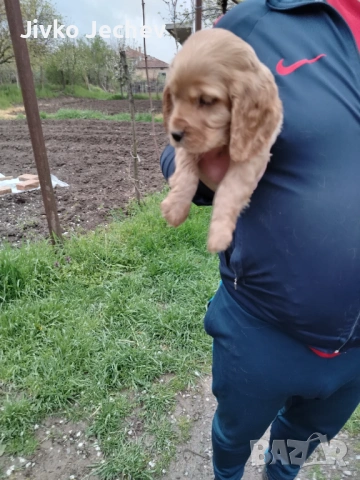 Кокер Шпаньол 