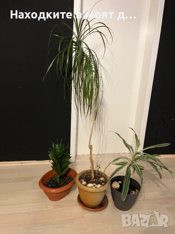 Комплект 3 вида драцена