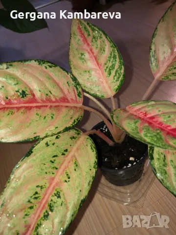 Aglaonema Chartreuse Pretty , снимка 1 - Стайни растения - 48523131