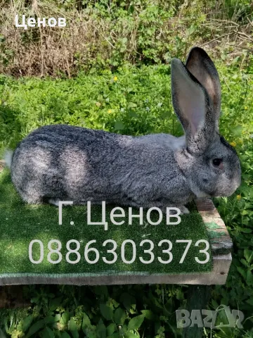 Чинчилови великани , снимка 2 - Други - 50113720