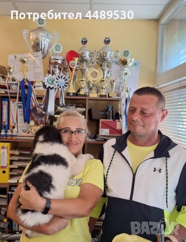 Сертифициран Развъдник продава българско овчарско куче / каракачанка, снимка 15 - Каракачанска овчарка - 50499590