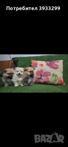 Померан мини померанчета, снимка 8 - Померан - 53930972